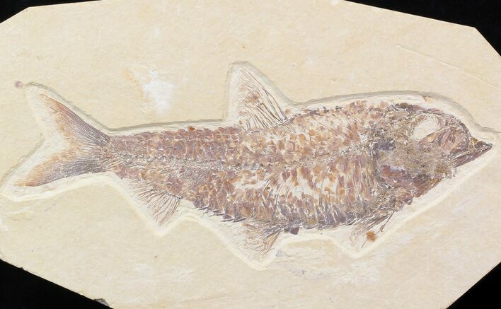 Large, Knightia Fossil Fish - Wyoming #42473